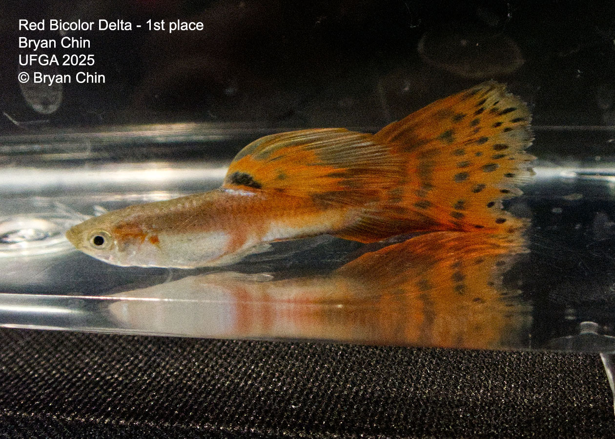 Guppy Red Bicolor